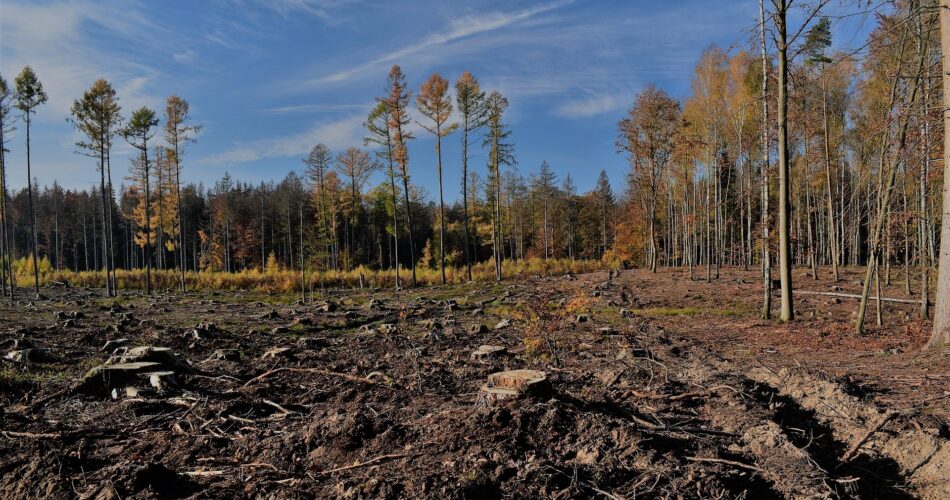 L’Europe lutte contre la déforestation