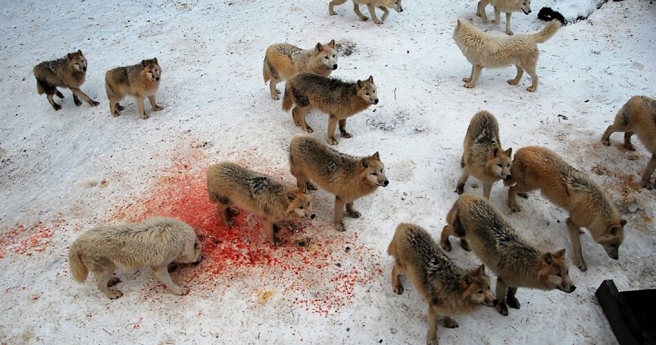 Loups menacés