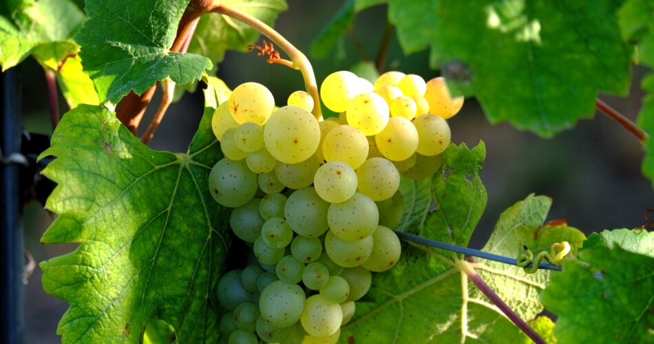vendanges européennes