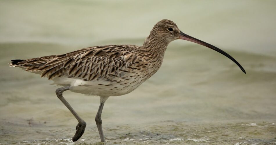 Extinction du Courlis à bec grêle une première tragique en Europe
